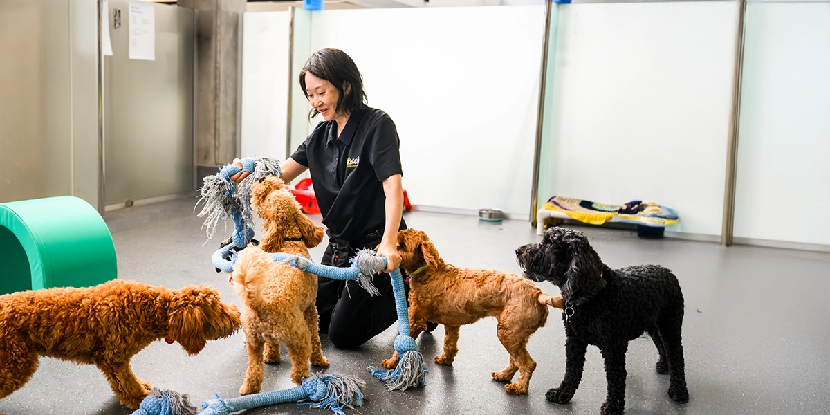 Dog Daycare at Pets In The City