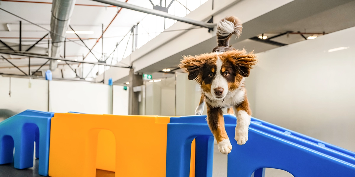 Dog training at Pets In The City Auckland