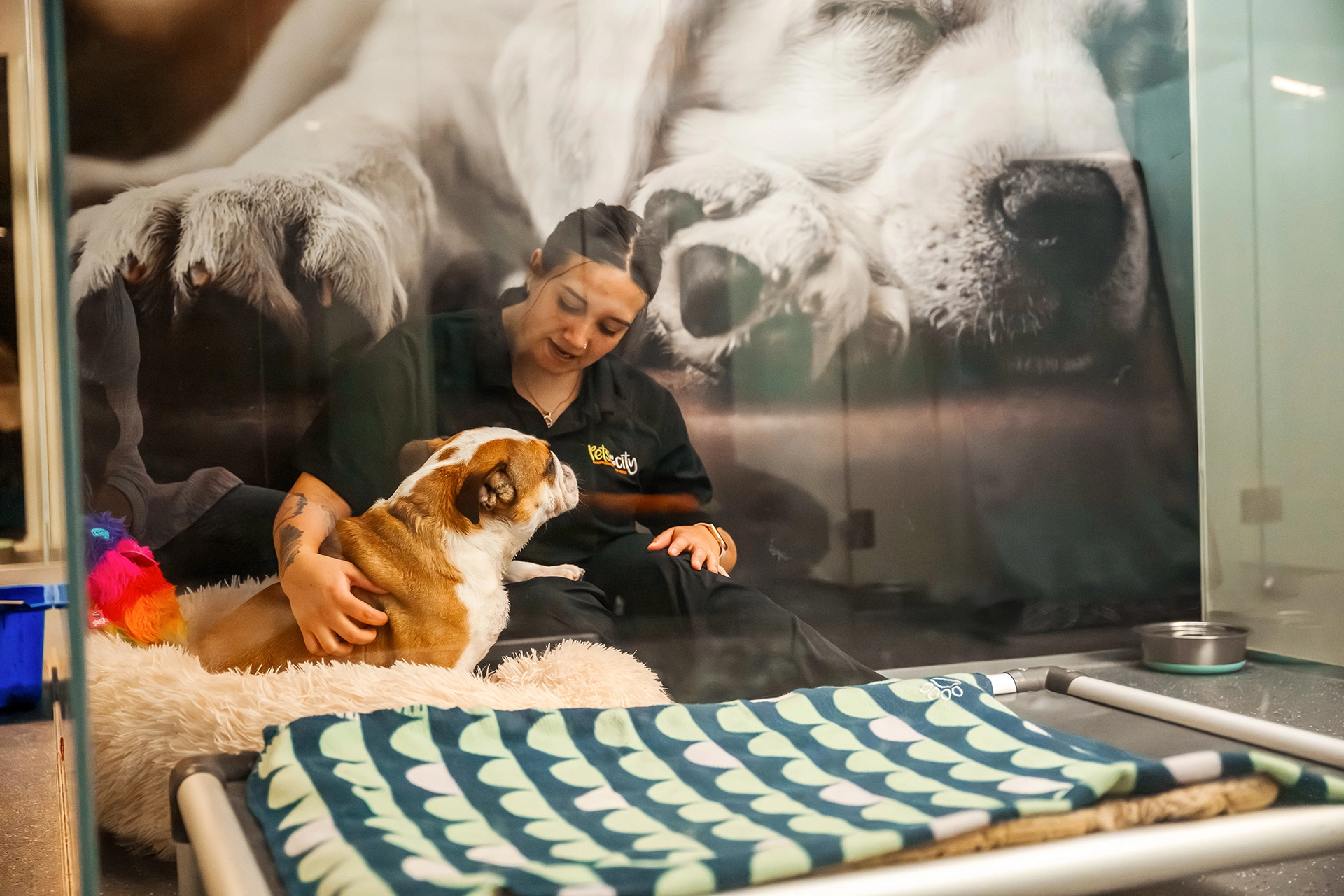 Pets In The City staff caring for a bulldog in a hotel suite