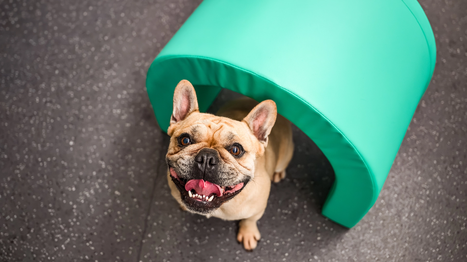 Happy French Bulldog at Pets In The City facility