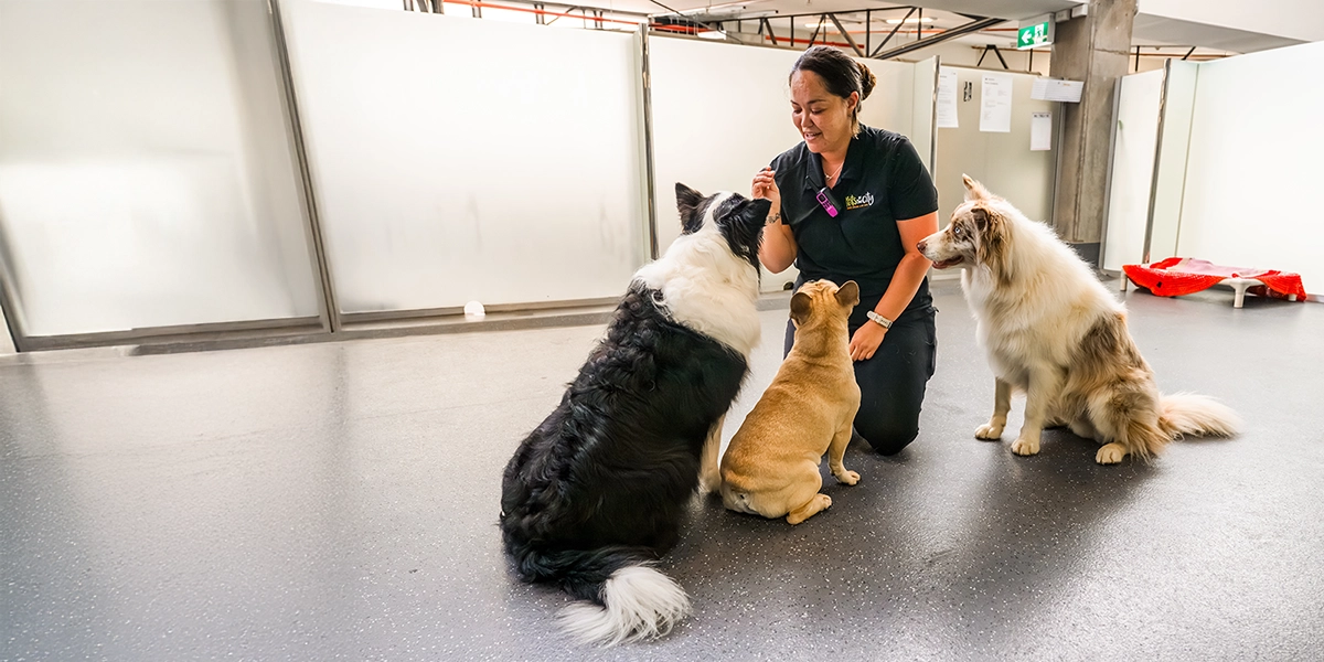 Meet Our Team — Dedicated Pet Care Professionals | Pets In The City