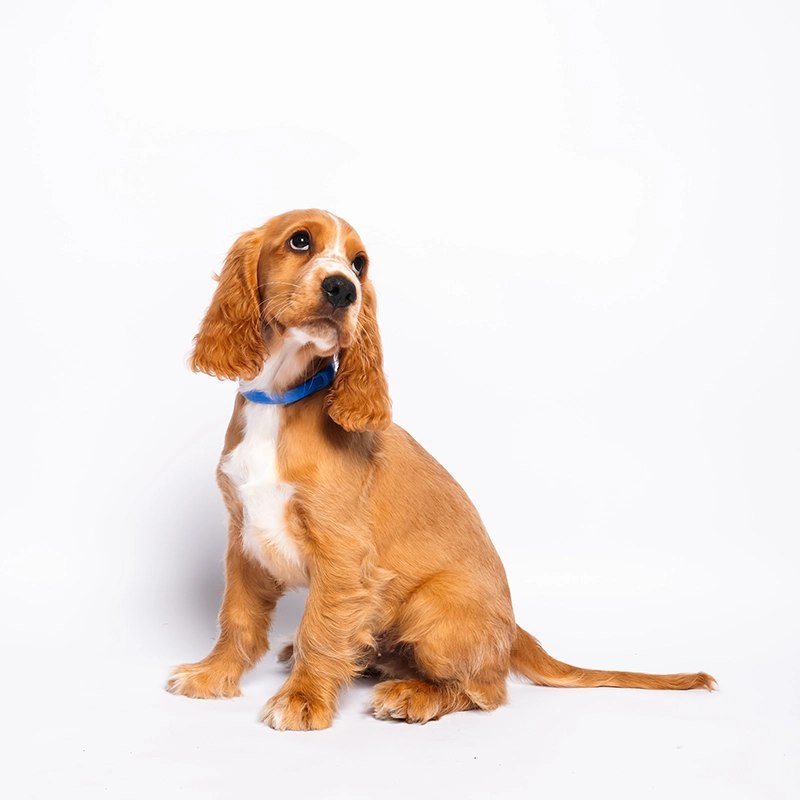 Cocker spaniel puppy at Pets In The City