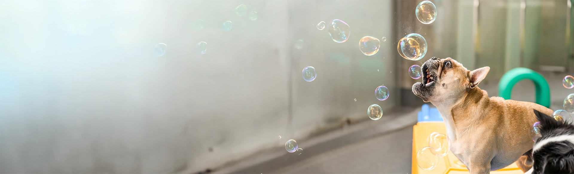 French bulldog chasing bubbles at Pets In The City