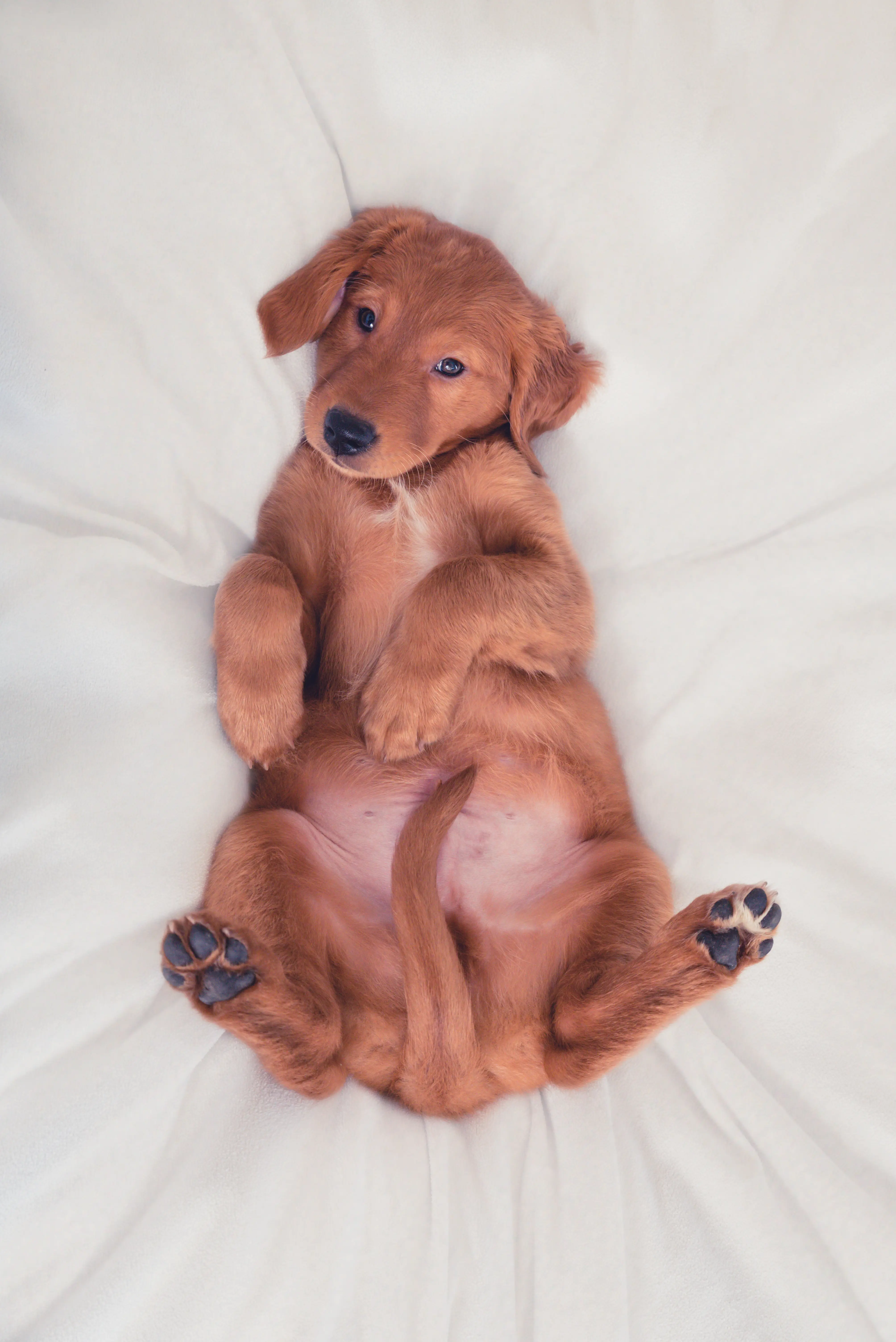 A golden Labrador puppy relaxing on a soft blanket
