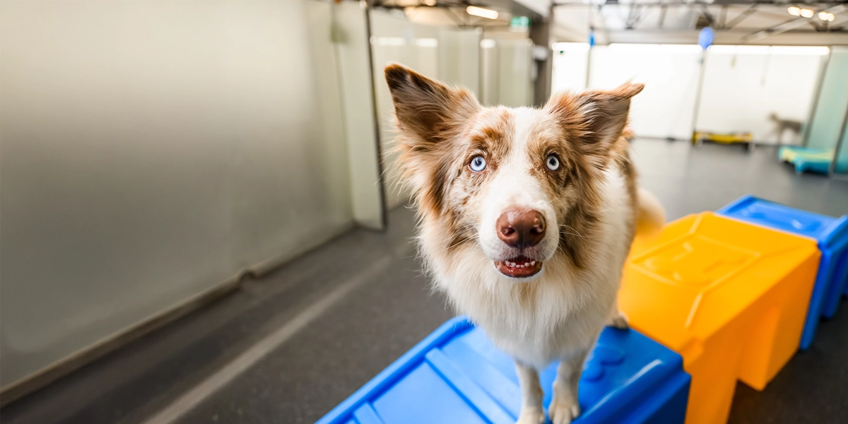 Border collie on agility equipment at Pets In The City