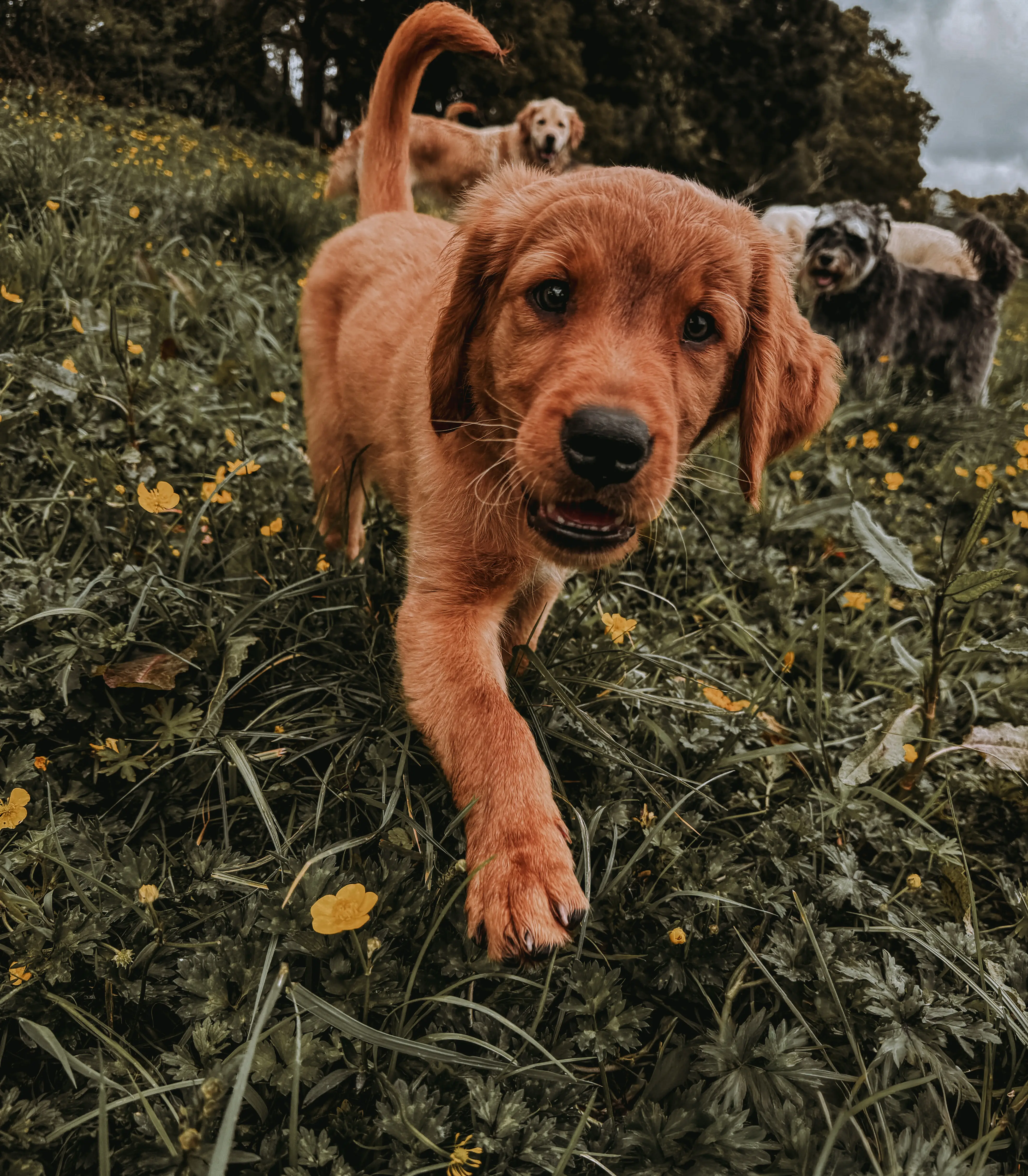 A golden puppy running through a buttercup field with the pack