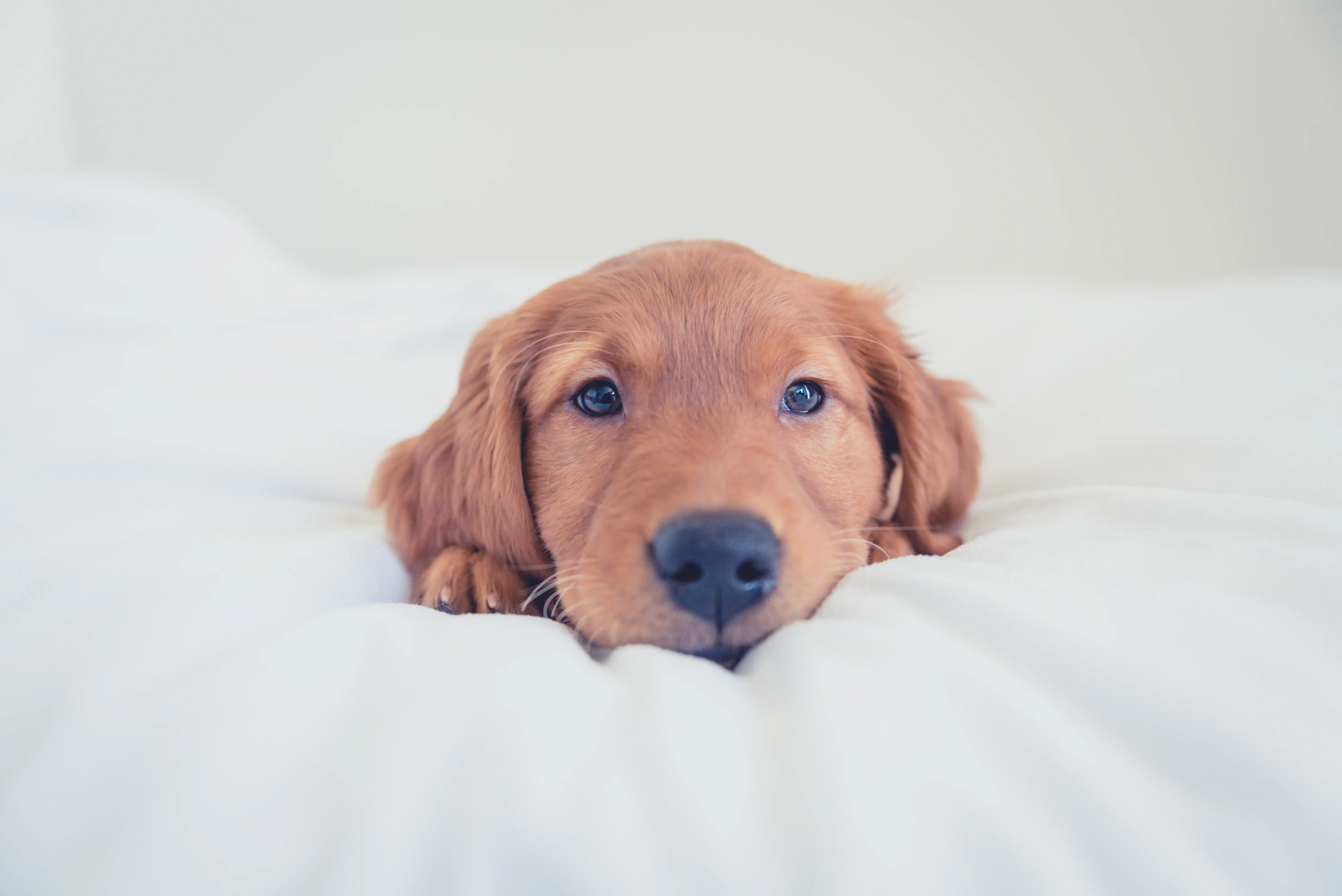 A Labrador puppy peeking over a soft white blanket