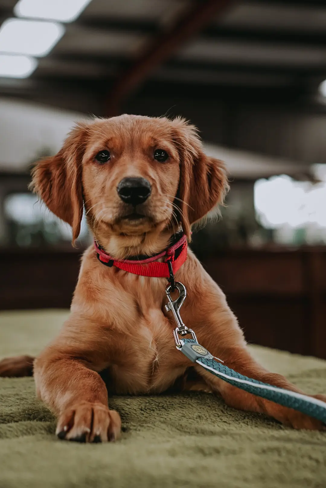 A red setter puppy on a lead during a training session