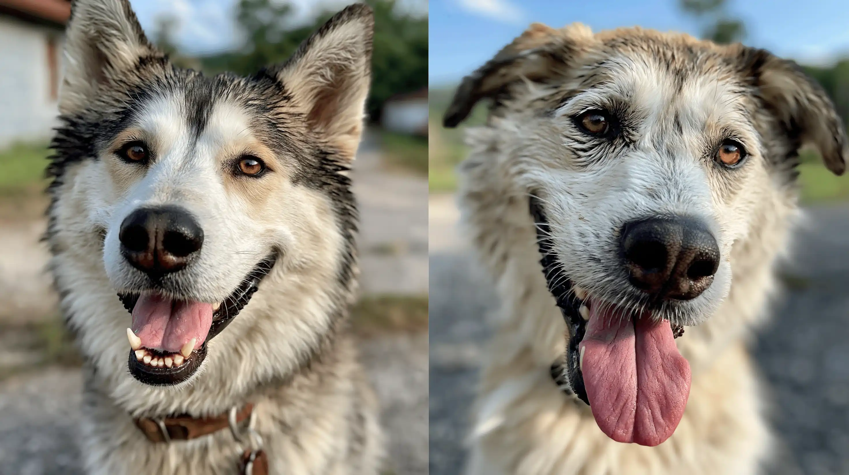 Should You Cut Your Dog's Coat Short for Summer?