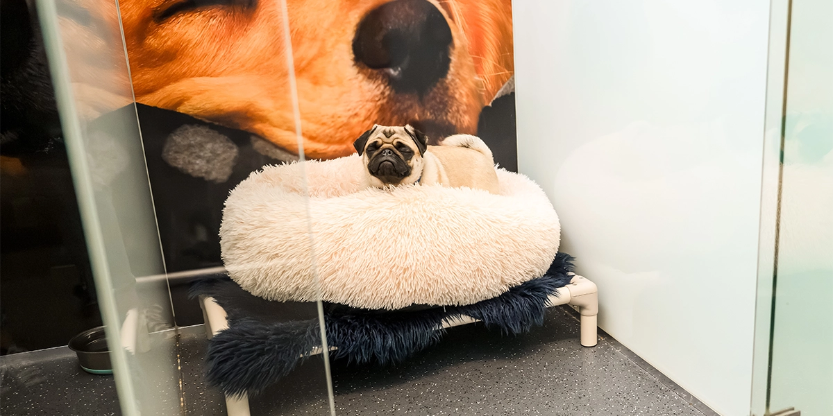 What Makes Our Dog Hotel So Special?