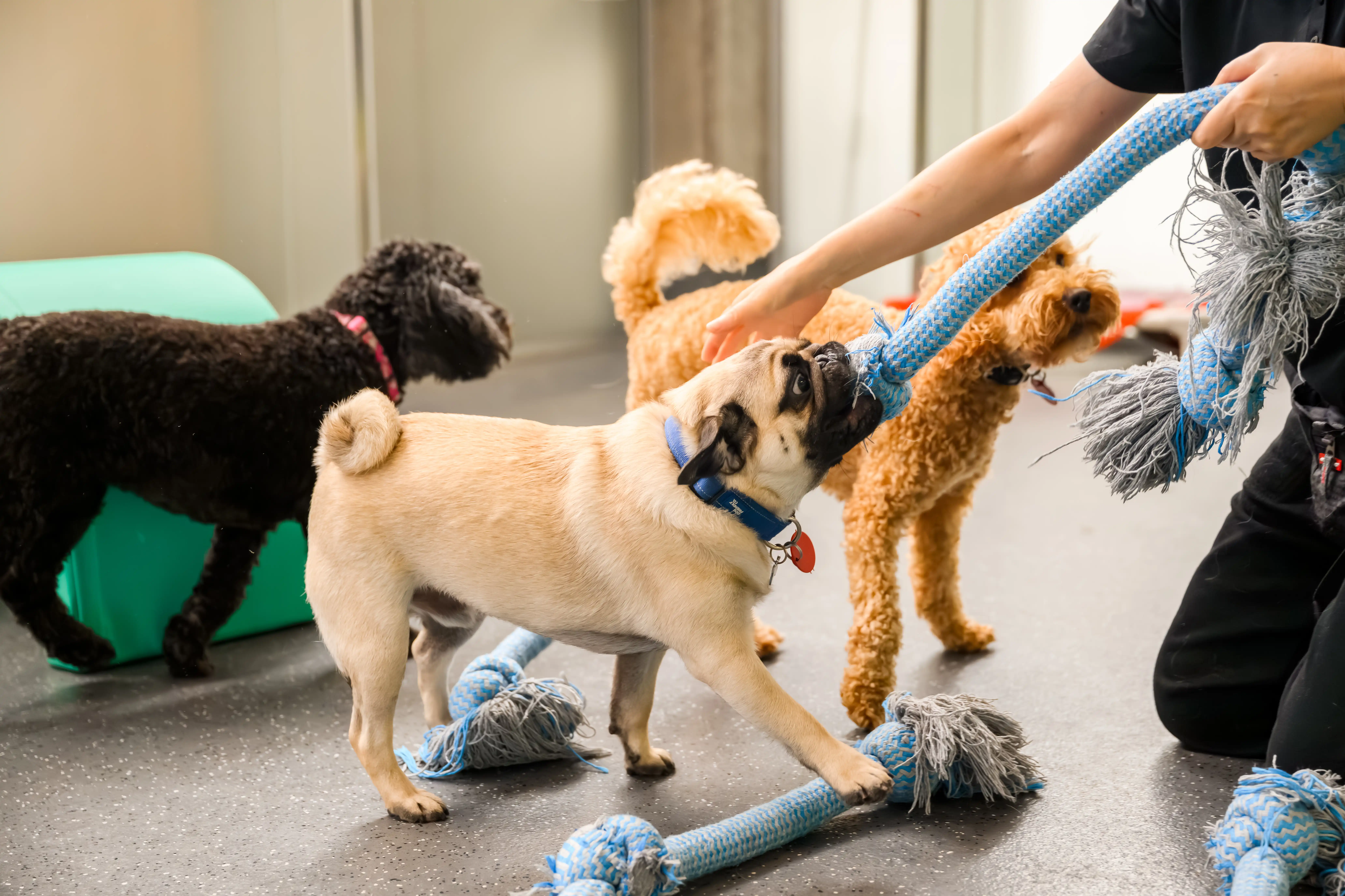 PITC team with dogs