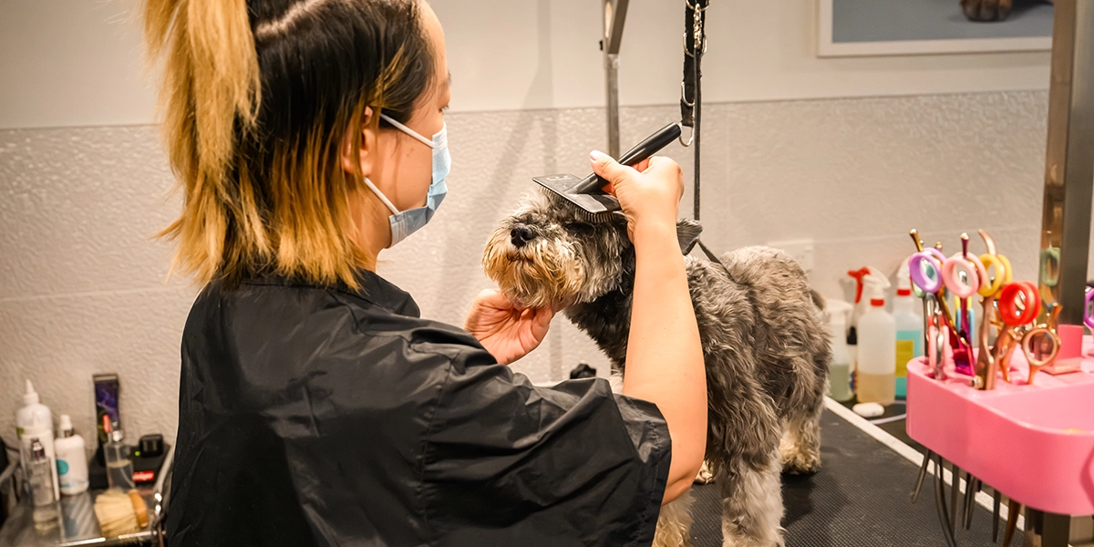 Dog Grooming