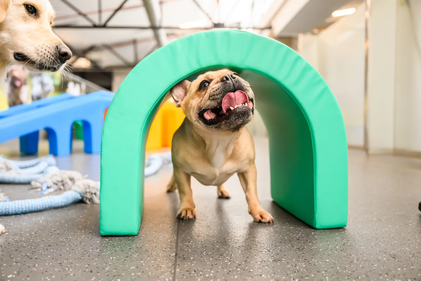 A happy dog playing beneath a green arch at Pets In The City